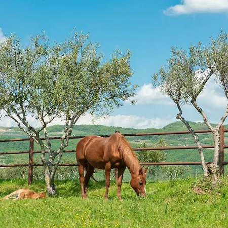 Sporting San Felice 3*